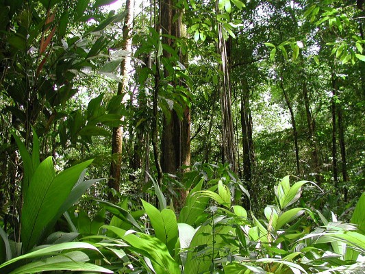 صور غابات الأمازون 2014 , معلومات عن غابات الأمازون 2014