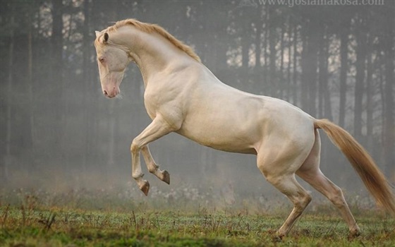 بالصور أغرب وأندر أشكال الخيول في العالم 2014