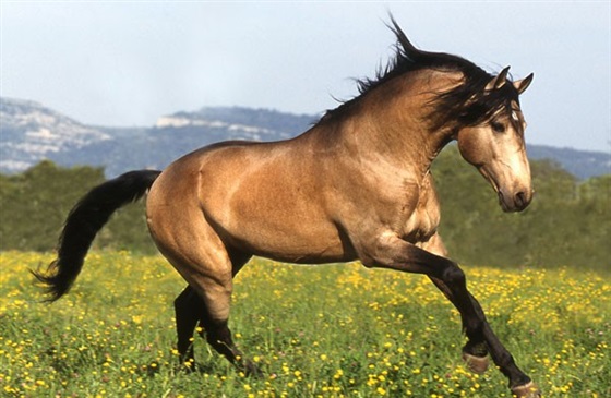 بالصور أغرب وأندر أشكال الخيول في العالم 2014
