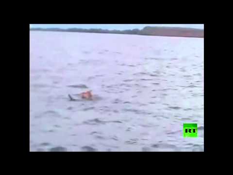 بالفيديو صيادا سمك يصادفان نمرا يسبح في النهر بالصين