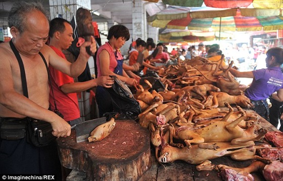 صور مهرجان أكل الكلاب في الصين 2014