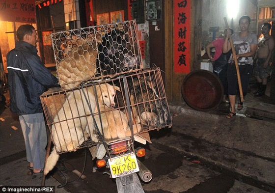 صور مهرجان أكل الكلاب في الصين 2014