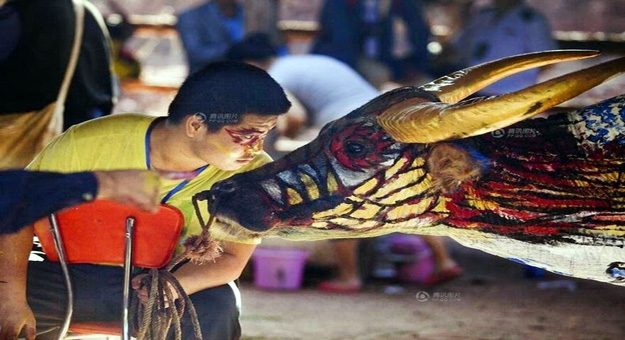 صور مهرجان الرسم على جلود الابقار في الصين