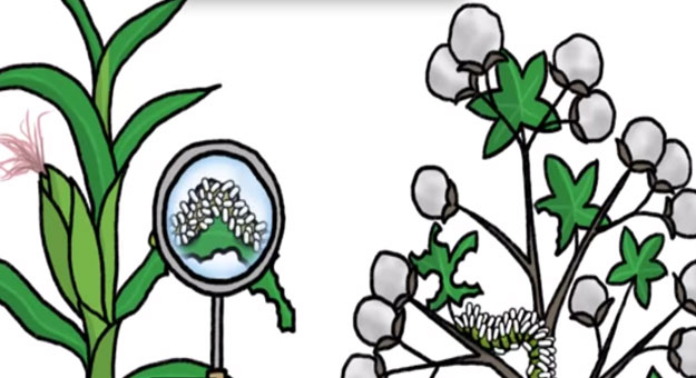 بالفيديو كيف تتواصل النباتات مع بعضها ؟