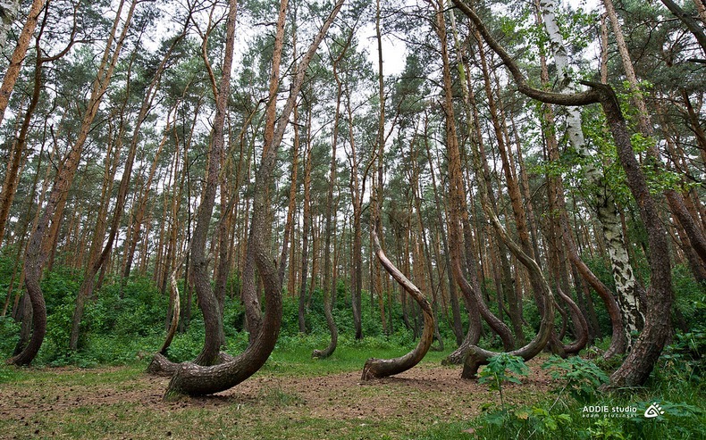 صور الغابة العرجاء في بولندا , ستندهش مما ستراه