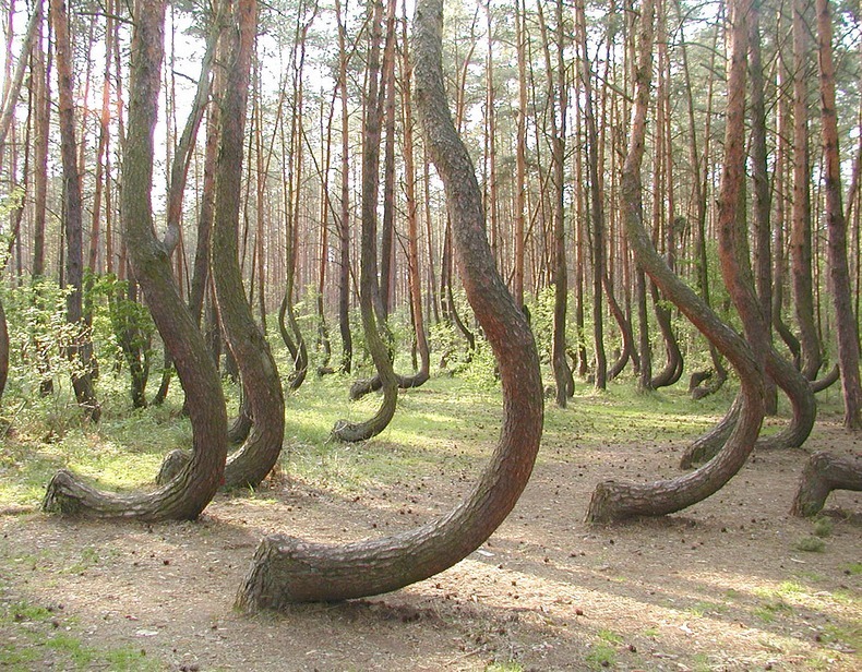 صور الغابة العرجاء في بولندا , ستندهش مما ستراه