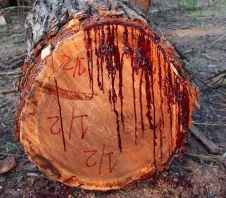 صور ومعلومات عن شجرة الصندل الأنجولى 2014