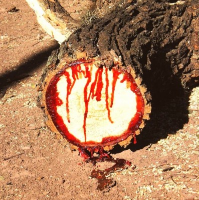 صور ومعلومات عن شجرة الصندل الأنجولى 2014