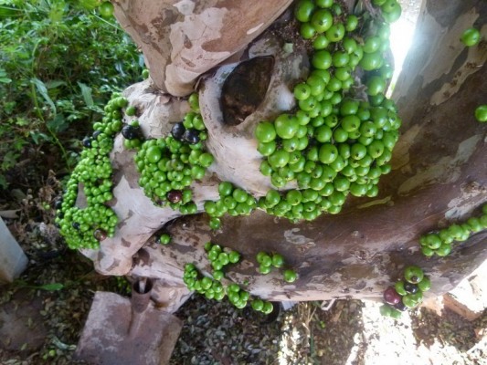 صور ومعلومات عن شجرة جابوتيكابا في البرازيل Jabuticaba