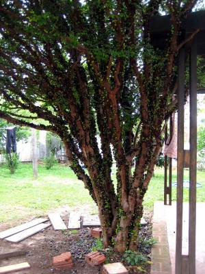 صور ومعلومات عن شجرة جابوتيكابا في البرازيل Jabuticaba