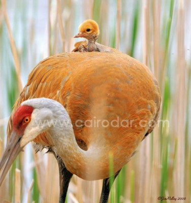 بالصور مشاعر الأمومة عند الحيوانات والطيور