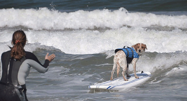صور مهرجان الكلاب لركوب الأمواج في كالفورنيا
