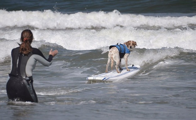 صور مهرجان الكلاب لركوب الأمواج في كالفورنيا