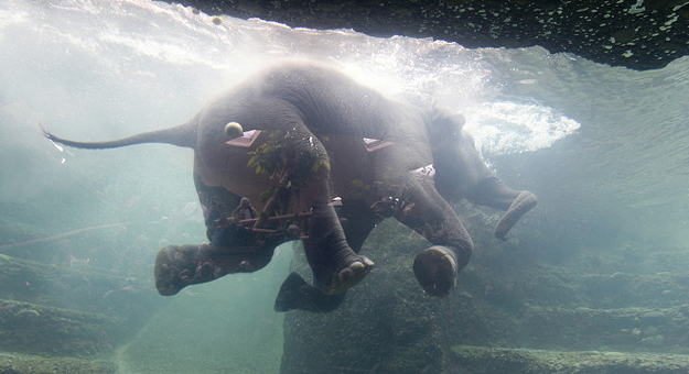 بالفيديو شاهد كيف يسبح الفيل ستندهش من مهارته