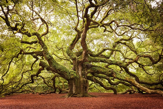 بالصور أجمل الأشجار في العالم 2015