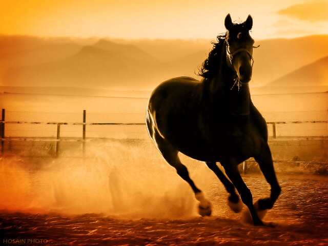 أشعار قصيرة مكتوبة عن الخيول العربية الاصلية 2015
