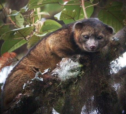 صور ومعلومات عن حيوان الأولينجويتو 2014