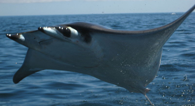 صور سمكة شيطان البحر , معلومات عن سمكة شيطان البحر 2015
