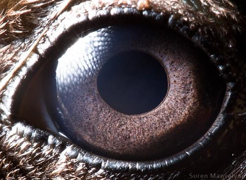 صور قريبة جدا لأعين الحيوانات 2015