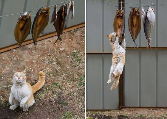 صور قطط وهي تسرق الطعام 2015