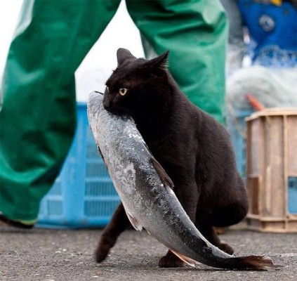 صور قطط وهي تسرق الطعام 2015
