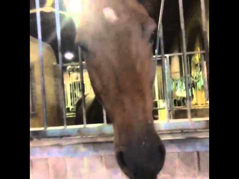 بالفيديو شذى حسون تركب على الحصان في الكويت