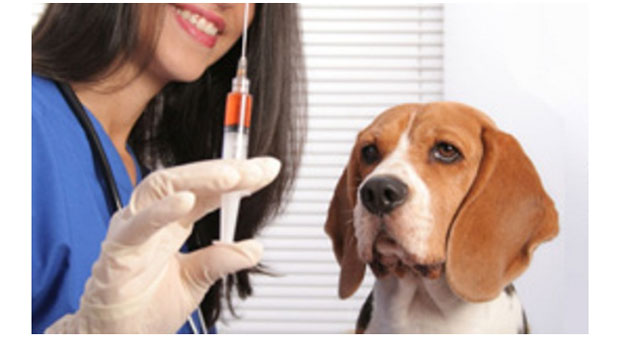الطريقة الصحيحة لعمل الإسعافات الأولية في حالات عضة الكلب