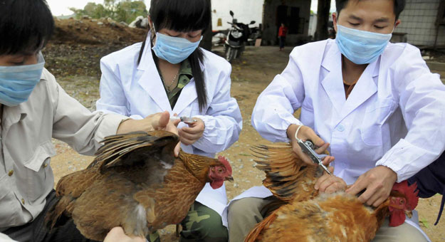 سلالة جديدة من يروس إنفلونزا الطيور أتش5 أن8