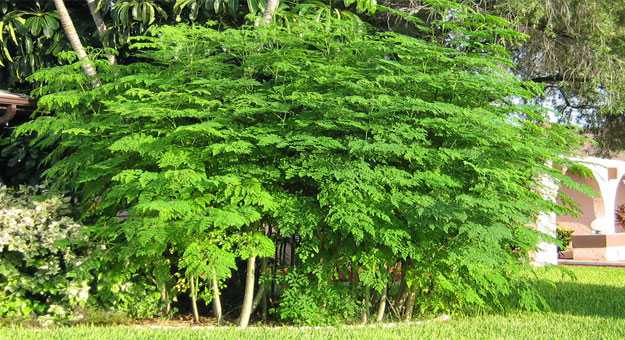 تعرف على نبات المورينجا 2015
