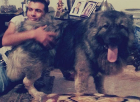صور عماد متعب مع كلبه الخاص 2015