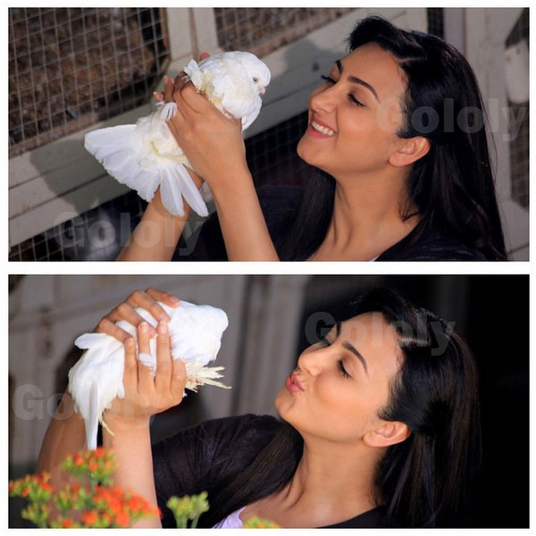 صور هيفاء حسين وهي تلعب مع حمامة بيضاء 2015