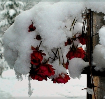 صور بوستات ومنشورات عن الثلج والبرد 2015