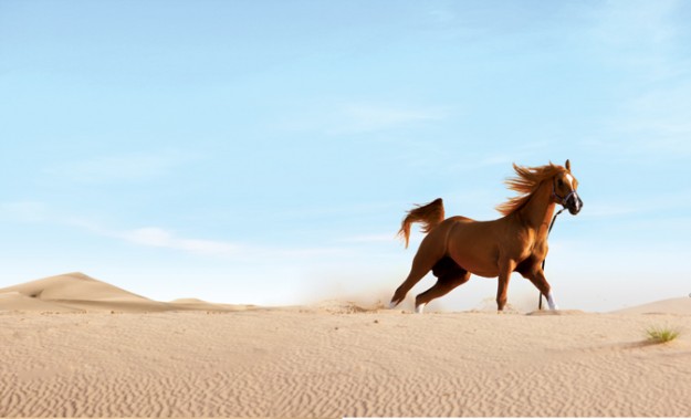 صور خلفيات خيول عربية اصيلة 2015 , صور خيول عربية 2016