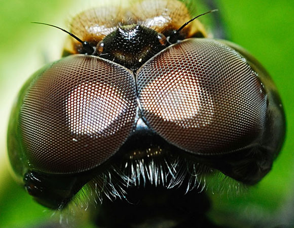 كم عدد عيون النحلة – كم عين للنحلة – كم عدد عيون النحله – كم عيون للنحلة – عدد عيون النحلة