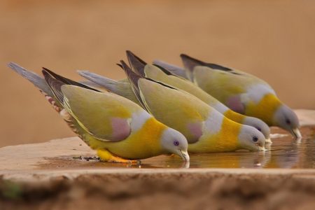 صور خلفيات اجمل الطيور بالعالم 2017 جودة hd