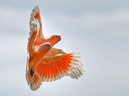 صور خلفيات اجمل الطيور بالعالم 2017 جودة hd
