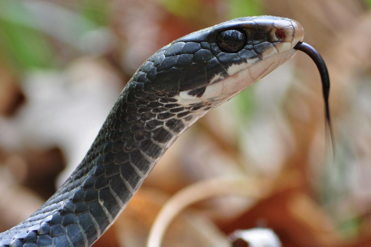 صور خلفيات ثعابين 2015 , صور ثعابين مخيفة 2015 , snakes photos download