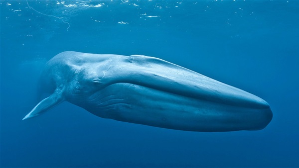 حقائق ومعلومات عن الحوت الأزرق 2020
