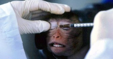 في الصين القرود تطور أجسام مضادة لفيروس كورونا 2020