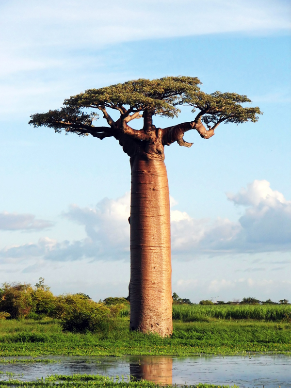 صور اغرب اشجار العالم ، صور شجرة الباوباب