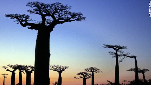 صور اغرب اشجار العالم ، صور شجرة الباوباب