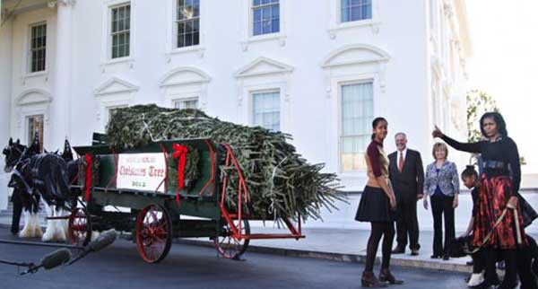 بالصور ميشيل أوباما تستقبل شجرة الكريسماس