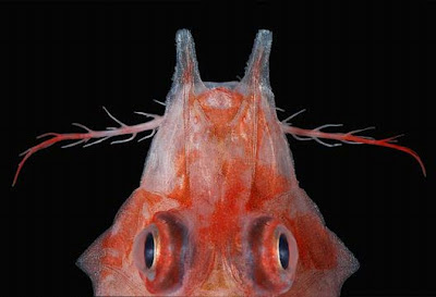 اكتشاف سمكة تشبه العقرب - اكتشاف سمكه عقرب البحر - صور سمكة غريبة تشبه العقرب